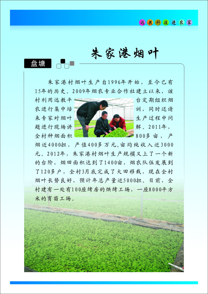 盤(pán)塘朱家港煙葉.JPG
